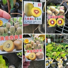 霏霏園藝 嫁接奇異果盆栽 4-7吋盆 著名品相, 1個