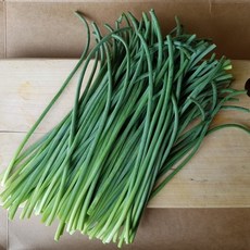 알싸한 맛이 일품인 마늘쫑 Garlic stalk, 2kg, 1박스