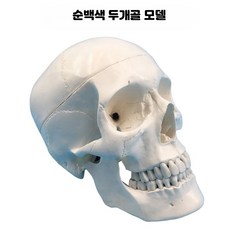 두개골 모형 머리뼈 해골 뇌 해부학 분리 교구 인체 사람, 1개, 순백색 두개골과 뇌