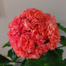 봄노을 제라늄 꽃대 꽃지게농장 화분 키우기 선물, 1개, 빨강