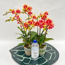 호접란 금나비 쌍대 2+2 무배행사 서양란 장기개화 다년초 스마일화훼유통, 1세트