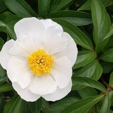 작약구근 3~5촉 봄꽃 야생화 작약꽃 모종, 1개