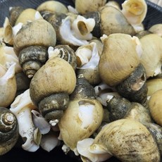 국내산 생물 골뱅이 3kg, 1개, 1g