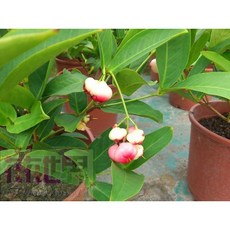 花花世界 珍珠蓮霧 6吋盆/高30cm