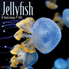 (영문도서)Jellyfish 12 X 12 Wall Calendar Spiral, Willow Creek Press Calendars, English, 9781549255892