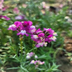 [나은식물원][애기금어초] 자주 10cm 2포트