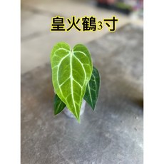 霏霏園藝 皇后火鶴 3吋植株 獨特觀葉植物, 1個, 皇后火鶴3吋特價480元