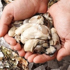 자연맛남 산지직송 국내산 여수 햇 생굴 2kg 초장증정, 1