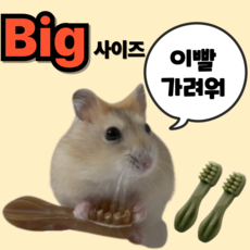 (BEST) 햄스터 이갈이 덴탈츄 칫솔 이갈이 간식 XS 그린, 2개
