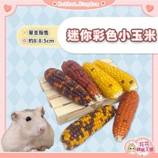 花花萌寵王國 迷你彩色小玉米 單支販售 倉鼠磨牙零食, 1個, 單支｜彩色小玉米穗
