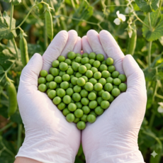 국내산 껍질 생콩 햇 완두콩, 1개, 2kg