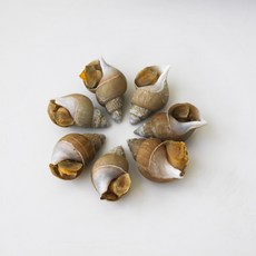 자연산 당일조업 포항 동해안 백골뱅이 백고동 통 생 냉동 자숙 골뱅이 소(40-50미) 1kg, 백고동 냉동 소 1kg(40-50미 내외)