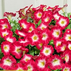 어린모종 페츄니아 8cm분, 매드니스 레드몬, 1개