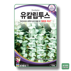 [주주씨앗] 유칼립투스 씨앗 10립 / 이색 절화용 허브 종자 / 봄 파종 허브 씨앗몰, 1개