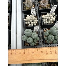 MC多肉園 嚴選仙人掌盆栽 多款可選 多肉植物 居家辦公室綠植裝飾, 1個, 子吹烏雨玉