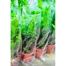 禮遇花田 室內植物 金錢樹, 1個, 金錢樹7吋(不換盆）, N/A