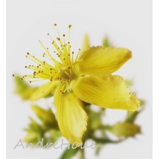 AndreHouse開立發票 保護系植物 聖約翰草乾燥植物 浸泡油材料, 1個, 乾燥聖約翰草+金盞花浸泡油100ml裝