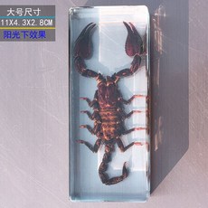 사슴벌레 장식 표본 관찰 곤충 과학 액자 교육용 박제, 독립적 인, 큰 검은 전갈