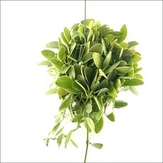 들꽃향기 공중식물 에어플랜트 틸란드시아 인테리어 공기정화 화분식물, 디시디아 반볼화이트, 1개