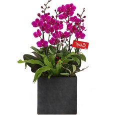 (주)99플라워 New 디자인 서양란 만천홍[ST-H424]전국당일꽃배달, 1개