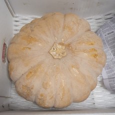 늙은호박 산모 환자 성인병 당뇨병 고혈압 혈관 보약 붓기빼기, 1박스, 4kg내외