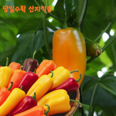 십이계절 미니파프리카 국내산 당일수확 산지직송, 1개, 1.5kg(혼합)