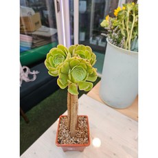팅커벨 청법사3개합식(30cm)