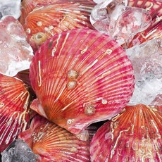 [당일조업 통영산지직송] 제철 조개 홍가리비, 1박스, 홍가리비 10kg