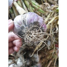 [25년 특품] 남해 햇마늘 통마늘 주대마늘 밭마늘, 50개, 장아찌용마늘-50개