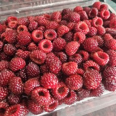 (다달다유통)급냉 산지직송 냉동산딸기, 2개