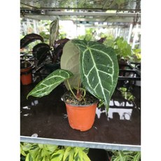 안스리움 크리스탈리넘 원종 희귀식물 플랜테리어, 1개