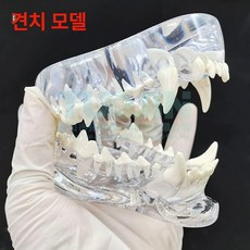 치아 모형 동물 강아지 병원 교육용 수의사 구강 이빨, 1개