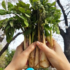 [더리얼파머스] 국내산 남해 땅두릅 제철 봄나물, 500g, 1개