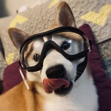 반려동물 야외 헬멧 방풍 투명 강아지 고양이 오토바이 라이딩 안전 보호 모자, 1개, M 투명 보호 안경