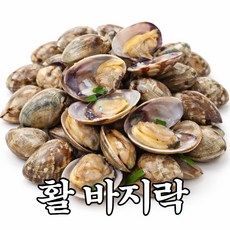 [신선직송] 쫄깃한 연안 활 바지락, 1개, 1kg (100-150미)