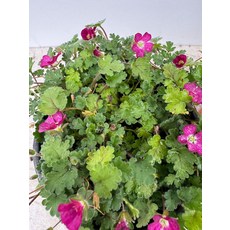 풍로초(나누리 야생화), 1개