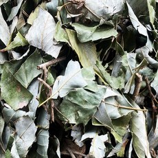 천일한약방 참가시나무잎 이백저 국산 자연산, 200g, 1개