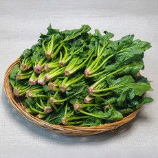 제철 국산 신선한 노지 시금치 산지직송 [JCK], 1박스, 500g