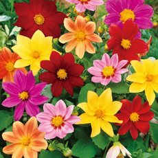 비그린몰 베란다 정원 꽃씨 -화사한 리시안셔스 씨앗 외 시리즈, 다알리아 100립