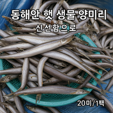 HACCP 동해안 국산 햇 생물 양미리 20미 / 산지직송 당일조업, 1개, 600g(내외)