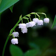 [평창]은방울꽃, 3개