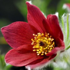 [큐가든] 풀사틸라 레드 숙근 유럽직수입 뿌리 구근 할미꽃 파스크 플라워 다년초 노지월동, 1개