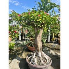 霏霏園藝 日本八重櫻 15年老樹盆栽, 1個