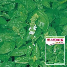 스위트바실 3g 바질씨앗 허브 씨앗 종자 아시아종묘, 1개