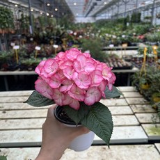 수국 화분 분홍 파랑 2개입 대성식물, 2개, 핑크