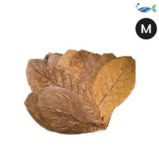 영아쿠아 탄토라 알몬드 잎 M 10장 13~18CM, 1개, 1g