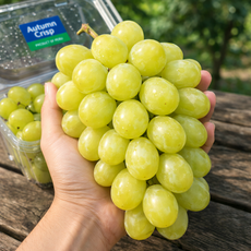 애플청포도 오톰크리스피 고당도 아삭한 씨없는포도, 1개, 오톰 크리스피 4kg
