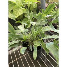 霏霏園藝 藍星蕨 4吋盆栽, 1個