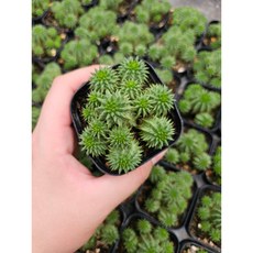 수잔나에 선인장 공기정화 반려식물 국민다육이, 1개