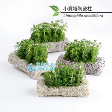 AC草影 小寶塔陶瓷柱 水上葉 綠水草, 1個
